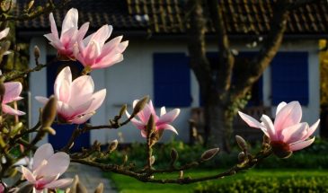 Погода против нас: как защитить сад и огород от майских заморозков