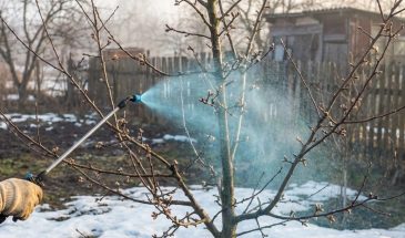 Стоит ли будить сад раньше: чем опасно торопить деревья весной и как помочь без риска