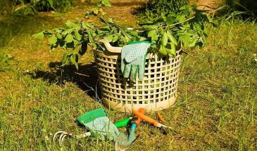 Сэкономил в саду — потерял урожай: 4 вещи, на которых нельзя скупиться, если хотите результат