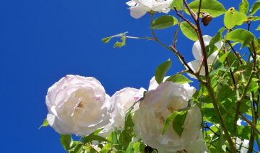 Розы цветут всё лето: 3 секрета, которые знают только профи!