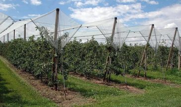 Ледяной дождь в саду: как спасти деревья и урожай после аномалий