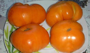 Абрикосовый Брендивайн: почему томат-гигант разочаровал дачников — реальный урожай вместо обещанных 10 кг