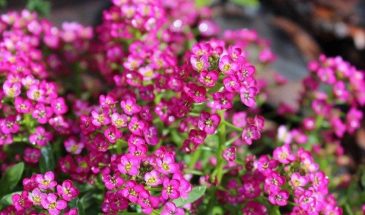 «Посадил в апреле — и забыл до ноября»: фиолетовое чудо, которое смеётся над засухой, дождём и возвратными заморозками