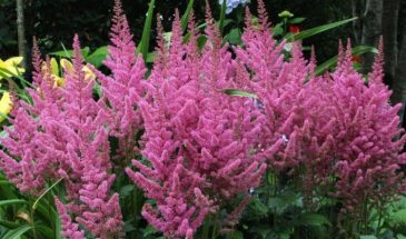 Эти три многолетника зацветут в первый же год — и соседи обзавидуются