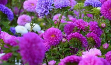 Апрельский апгрейд для клумбы: три шага, которые превратят старые кусты в пышные «шапки» — астры, флоксы, хосты скажут спасибо