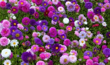 Астры: один секрет — и рассада не болеет