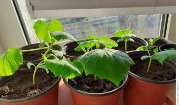 В конце апреля — высадка в 20л вёдра: четыре огурца и два кабачка Даша F1 для раннего урожая