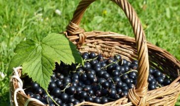 Два пшика по смородине — и тля исчезает: ягоды наливаются до размера сливы, урожай — 6 кг с куста