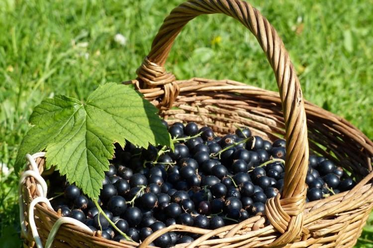 Два пшика по смородине — и тля исчезает: ягоды наливаются до размера сливы, урожай — 6 кг с куста
