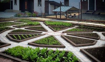 Одна специя с кухни — и кошки забудут дорогу в огород: дешёвый способ, который работает