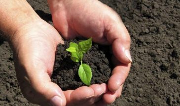 Майский старт: 5 простых шагов, чтобы не провалить первый огородный сезон