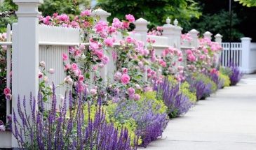 Тля в бешенстве сбежала с огорода: поставила 3 л банку — участок очистился за день, химия не понадобится