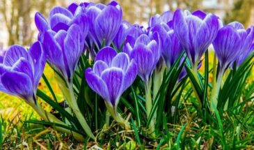 Радоница-2026: можно ли работать в огороде — ответ Церкви