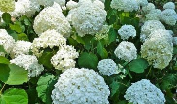 Сосновые иголки для гортензии: идеальная мульча или скрытая угроза?