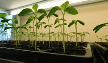 Пикировка рассады: один раствор после пересадки — и корни вырастут в 3 раза мощнее