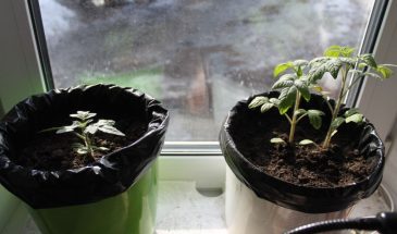 После пикировки листья пожелтели? Одна деталь в грунте губит рассаду — вы точно её упускаете!