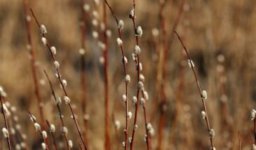 Вербная неделя в огороде: какие работы разрешены, а что под запретом по народным приметам