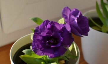 Пересадка эустомы: одна ошибка, из-за которой растение гибнет