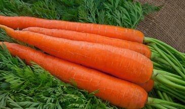 Можно ли сеять морковь на Пасху: один способ с горячей водой и всходы появляются за несколько дней