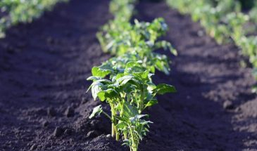 Вознесение 21 мая: одна работа в огороде — и удача отвернётся, а другая — принесёт урожай