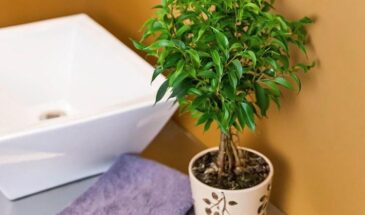 Фикус Бенджамина в апреле: 2 мл в воду — и опадающие листья перестанут сыпаться