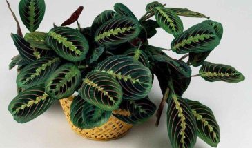 Маранта: комнатное растение, которое молится по расписанию — почему листья сворачиваются на ночь и как ухаживать