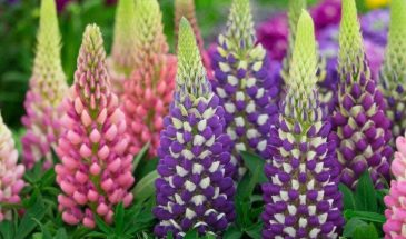 Когда сажать люпин: один срок, который гарантирует цветение уже этим летом