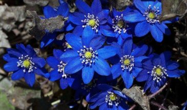 «Не сажайте 1 и 9 мая!»: лунный календарь на май 2026, который спасёт ваш урожай от провала