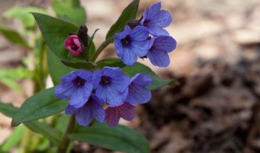 26 апреля в огороде: что можно и нельзя делать в день Фомаиды Медуницы