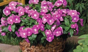 Катарантусы взошли и окрепли: почему пикировка в правильный момент решила всё