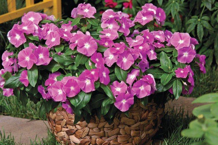 Катарантусы взошли и окрепли: почему пикировка в правильный момент решила всё