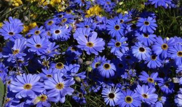 «Забудьте про ромашки»: цветок с ароматом мёда и хвои, который цветёт всё лето без вашего участия