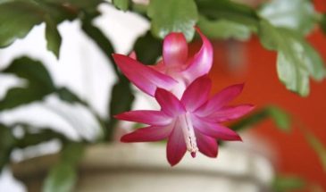 Почему краснеют листья декабриста: одна причина, которую часто упускают