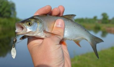 «Эту рыбу нельзя есть»: какие виды скрывают паразитов и как обезопасить семью — предупреждение врачей