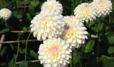 «Не суй георгины в землю, пока не прогреется!»: секрет посадки, после которой цветы растут как бешеные