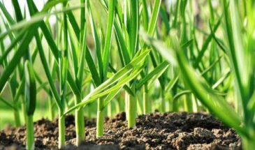 До 20 апреля чесноку — 2 ложки в лейку и головки уродятся крупнее апельсина