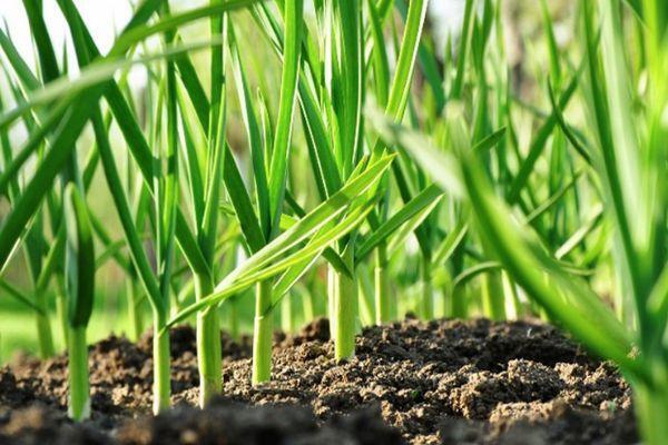 До 20 апреля чесноку — 2 ложки в лейку и головки уродятся крупнее апельсина