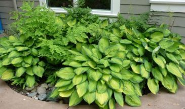 Можно ли вырастить хосту из отломленного листа? Ответ, который спасёт ваши растения от гибели