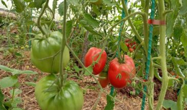 Можно ли сажать томаты на Пасху? Попробуйте этот сорт — он «тугодум», но даст фору всем остальным