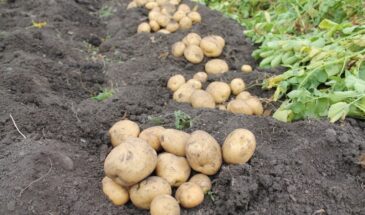 Ранние и поздние, для жарки и пюре: секрет выбора сорта картофеля, который удивит