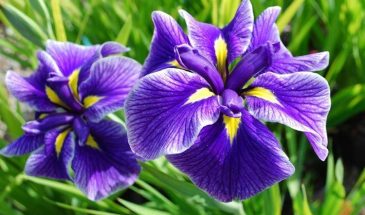 Цветник в апреле: одна ошибка с укрытием — и розы погибнут до цветения