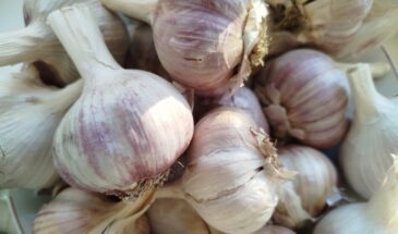 Озимый чеснок после зимы: первая подкормка — как не упустить момент и получить крупные головки