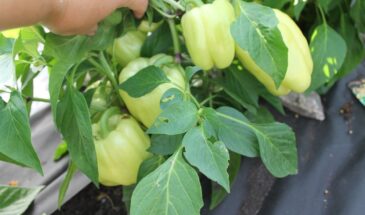 Перец, который удивляет даже в Сибири: как собрать 5 кг с трёх кустов без теплицы