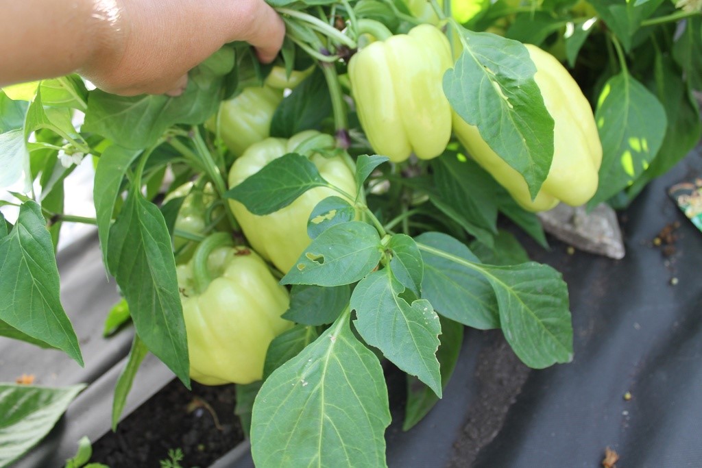 Перец, который удивляет даже в Сибири: как собрать 5 кг с трёх кустов без теплицы