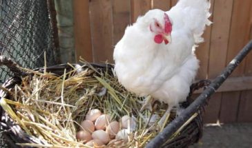 Горсть добавки в кормушку — и несушки завалили яйцами: соседи не верят глазам