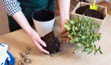 100 г в воду — и толстянка зацветёт: идеальная весенняя подкормка для денежного дерева