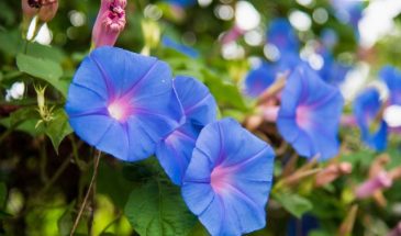 Какие цветы посеять на рассаду в апреле: один срок, который гарантирует цветение к лету