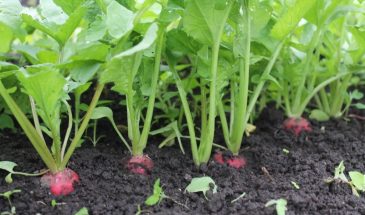 Эти редиски взорвут ваш огород: новые российские сорта 2026, которые созреют за 17 дней