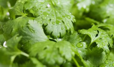 Кинза, которая пахнет лимоном, а не клопами: секрет сорта, растущего всё лето