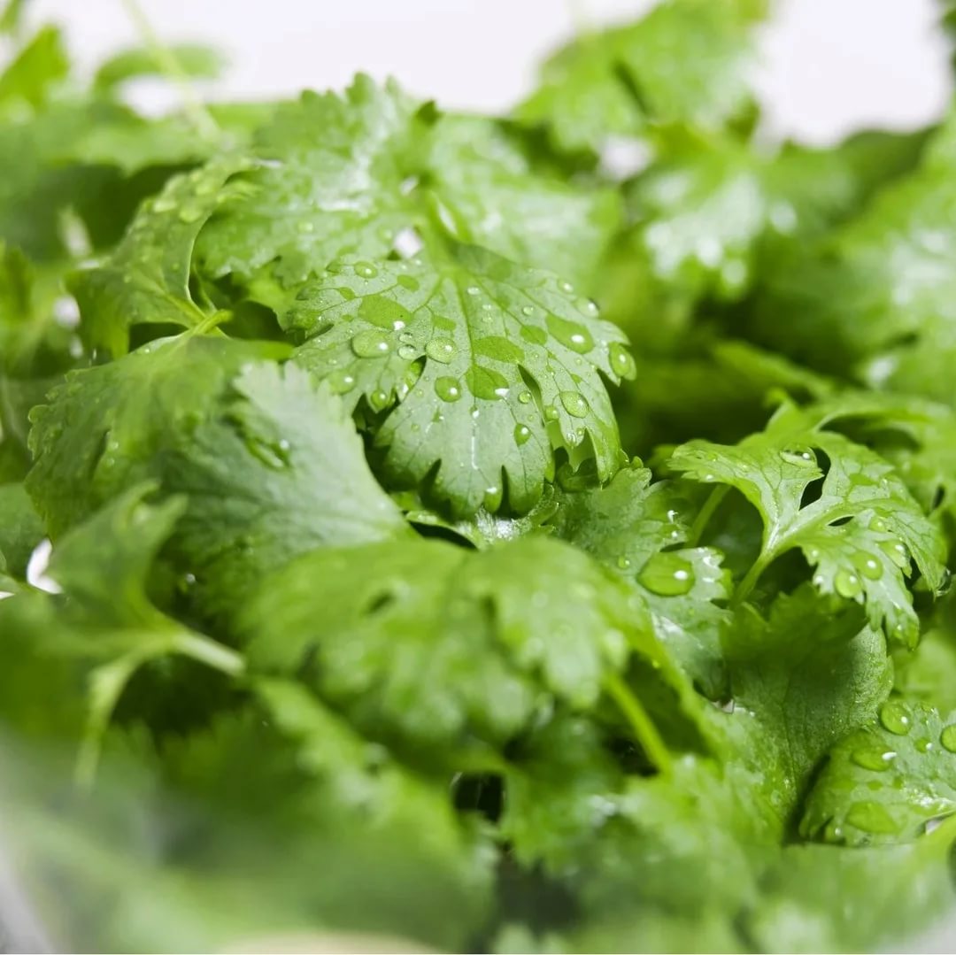 Кинза, которая пахнет лимоном, а не клопами: секрет сорта, растущего всё лето